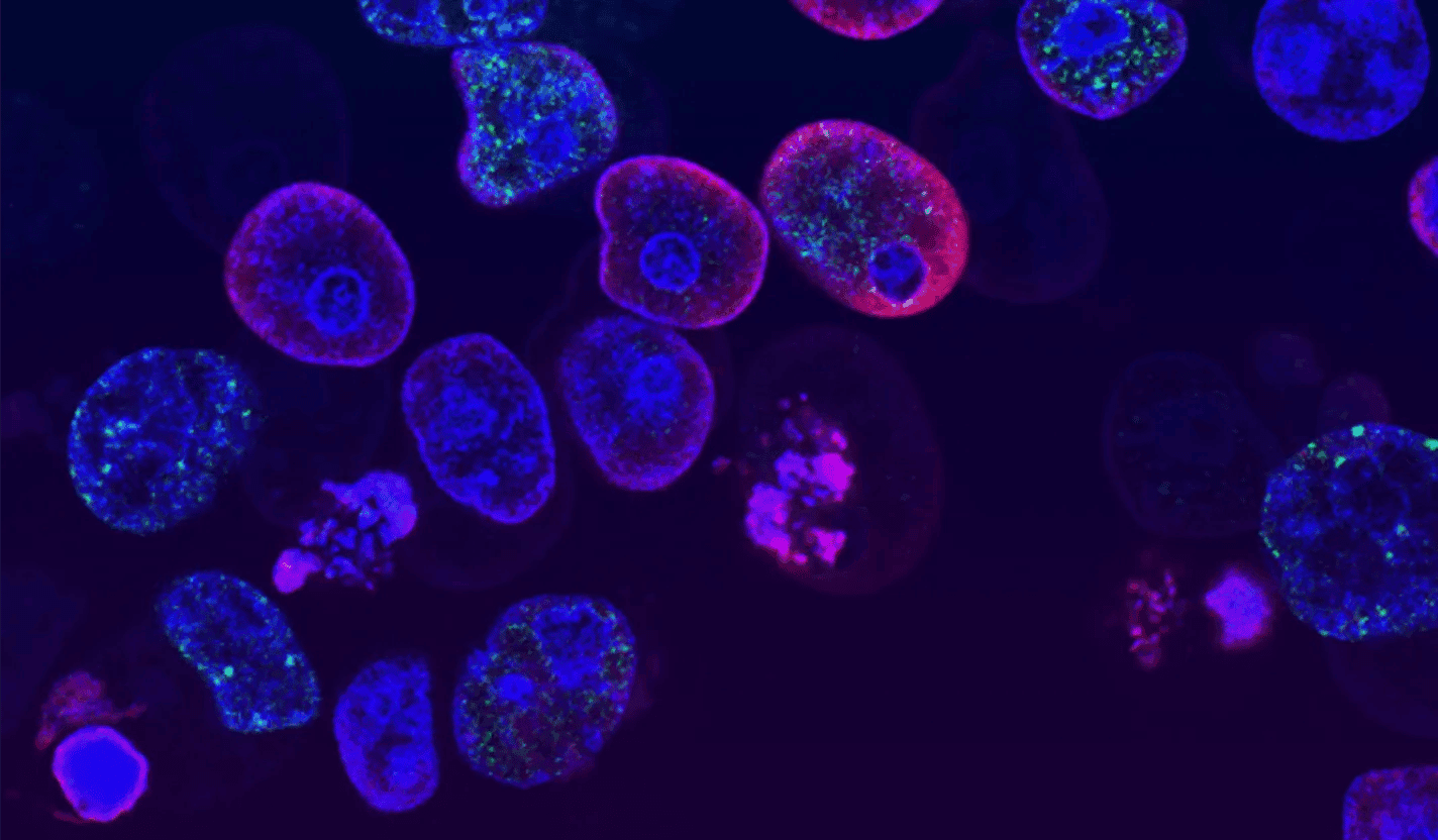 Calibrating Models of Cell Replication